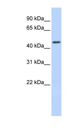 RNF133 Antibody, Novus Biologicals:Antibodies:Primary Antibodies