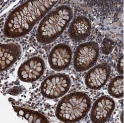 RNF165 Antibody, Novus Biologicals:Antibodies:Primary Antibodies