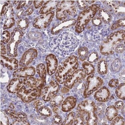 RNF165 Antibody, Novus Biologicals 25 &mu;L | Buy Online | Novus Biologicals | Fisher Scientific