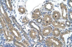 RNF165 Antibody, Novus Biologicals:Antibodies:Primary Antibodies