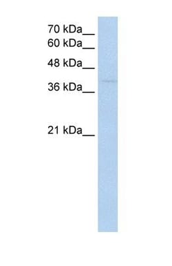 RNF165 Antibody, Novus Biologicals:Antibodies:Primary Antibodies