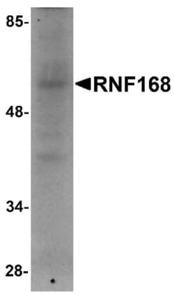 RNF168 Antibody - BSA Free, Novus Biologicals 0.1mg; Unlabeled:Antibodies,