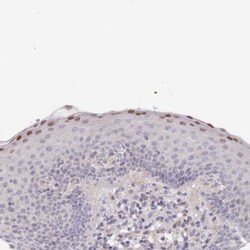 RNF169 Antibody, Novus Biologicals:Antibodies:Primary Antibodies