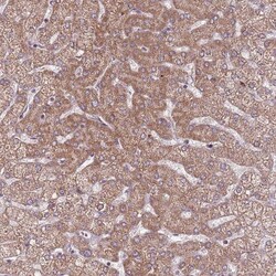 RNF181 Antibody, Novus Biologicals:Antibodies:Primary Antibodies
