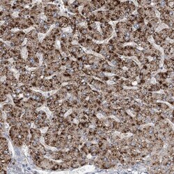 RNF25 Antibody, Novus Biologicals 0.1mL; Unlabeled:Antibodies, Polyclonal