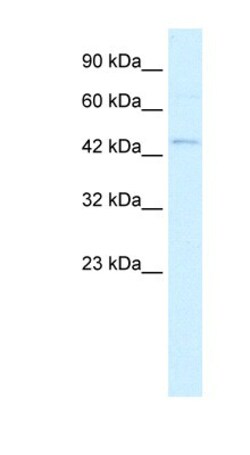 RNF36 Antibody, Novus Biologicals 100 &mu;L | Buy Online | Novus Biologicals | Fisher Scientific