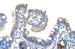 RNF39 Antibody, Novus Biologicals:Antibodies:Primary Antibodies