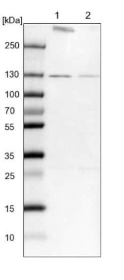 RNF40 Antibody, Novus Biologicals:Antibodies:Primary Antibodies