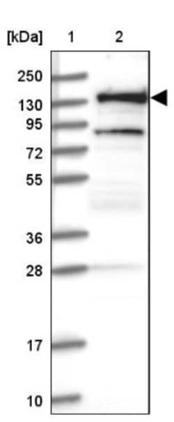 RNF40 Antibody, Novus Biologicals:Antibodies:Primary Antibodies