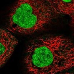 RNF44 Antibody, Novus Biologicals:Antibodies:Primary Antibodies