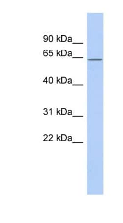 RNPC3 Antibody, Novus Biologicals:Antibodies:Primary Antibodies