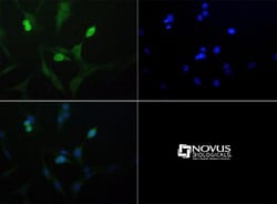 ROBLD3 Antibody, Novus Biologicals 0.05mL; Unlabeled:Antibodies, Polyclonal