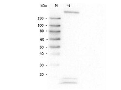 ROBO1 Antibody, Novus Biologicals 0.1mg; Unlabeled:Antibodies, Polyclonal