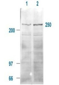 ROBO1 Antibody, Novus Biologicals 0.1mg; Unlabeled:Antibodies, Polyclonal