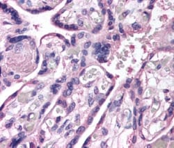 ROBO4 Antibody, Novus Biologicals 0.025mL; Unlabeled:Antibodies, Polyclonal