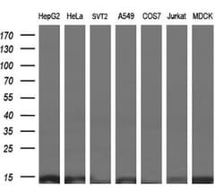 ROMO1 Antibody (OTI2C12), Novus Biologicals 0.1mL; Unlabeled:Antibodies,