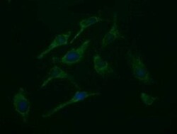 ROMO1 Antibody (OTI2C12), Novus Biologicals 0.1mL; Unlabeled:Antibodies,