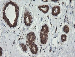 ROMO1 Antibody (OTI2C12), Novus Biologicals 0.1mL; Unlabeled:Antibodies,