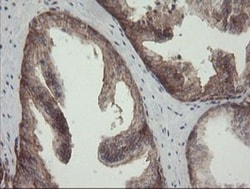 ROMO1 Antibody (OTI2C12), Novus Biologicals 0.1mL; Unlabeled:Antibodies,