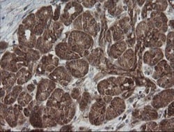 ROMO1 Antibody (OTI2C12), Novus Biologicals 0.1mL; Unlabeled:Antibodies,