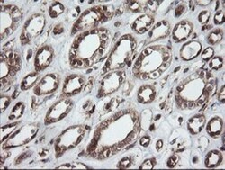 ROMO1 Antibody (OTI2C12), Novus Biologicals 0.1mL; Unlabeled:Antibodies,