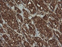 ROMO1 Antibody (OTI2C12), Novus Biologicals 0.1mL; Unlabeled:Antibodies,