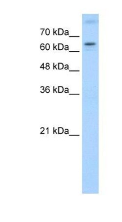 ROR alpha/NR1F1 Antibody, Novus Biologicals 100 ul; Unconjugated:Antibodies,