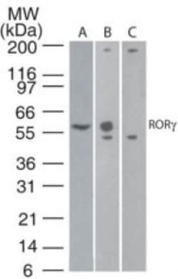 ROR gamma/RORC/NR1F3 Antibody (4G419) - BSA Free, Novus Biologicals 0.025 mg | Buy Online | Novus Biologicals | Fisher Scientific