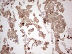 ROS Antibody (OTI1F3), Novus Biologicals 0.1mL; Unlabeled:Antibodies, Monoclonal