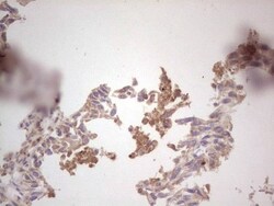 ROS Antibody (OTI1F3), Novus Biologicals 0.1mL; Unlabeled:Antibodies, Monoclonal