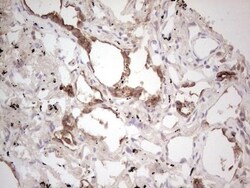 ROS Antibody (OTI1F3), Novus Biologicals 0.1mL; Unlabeled:Antibodies, Monoclonal