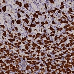 rotatin Antibody, Novus Biologicals 0.1mL; Unlabeled:Antibodies, Polyclonal