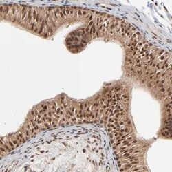 RP1-199H16.5 Antibody, Novus Biologicals 25 &mu;L; Unlabeled:Antibodies,