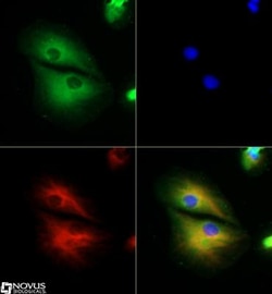 RP1 Antibody - BSA Free, Novus Biologicals 0.1mL; Unlabeled:Antibodies,