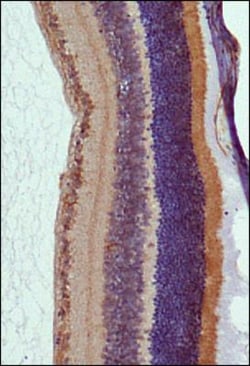 RP1 Antibody - BSA Free, Novus Biologicals 0.1mL; Unlabeled:Antibodies,