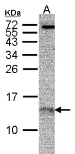 RPA14 Antibody (11.1), Novus Biologicals 0.1mg; Unlabeled:Antibodies, Monoclonal