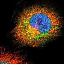 RPA14 Antibody, Novus Biologicals:Antibodies:Primary Antibodies