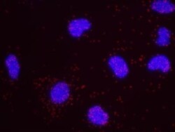 RPA2, p Ser4, p Ser8 Antibody, Novus Biologicals 0.1mL; Unlabeled:Antibodies,
