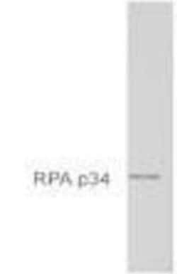 RPA2 Antibody (MA34), Novus Biologicals 0.025 mL, Unconjugated:Antibodies,