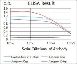 RPA70 Antibody (4C4) - BSA Free, Novus Biologicals:Antibodies:Primary Antibodies