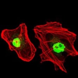 RPA70 Antibody (4C4) - BSA Free, Novus Biologicals:Antibodies:Primary Antibodies