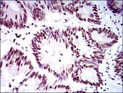 RPA70 Antibody (4C4) - BSA Free, Novus Biologicals:Antibodies:Primary Antibodies