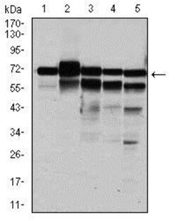 RPA70 Antibody (4C4) - BSA Free, Novus Biologicals:Antibodies:Primary Antibodies