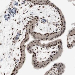 RPA70 Antibody, Novus Biologicals:Antibodies:Primary Antibodies