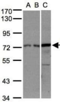 RPA70 Antibody, Novus Biologicals 0.1mL; Unlabeled:Antibodies