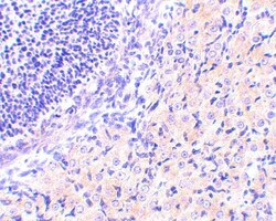 RPAIN Antibody - BSA Free, Novus Biologicals 0.1mg; Unlabeled:Antibodies,