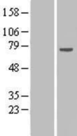Novus Biologicals™ RPAP2 Overexpression Lysate