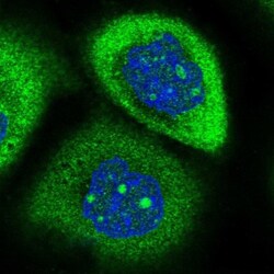 RPAP2 Antibody, Novus Biologicals:Antibodies:Primary Antibodies