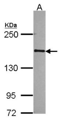 anti-RPB2, Polyclonal, Novus Biologicals 0.1mL; Unlabeled:Antibodies, Polyclonal