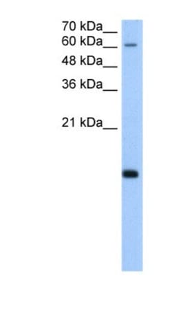 RPB8 Antibody, Novus Biologicals:Antibodies:Primary Antibodies